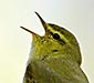 B&oslash;ksanger